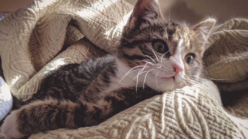 Homeowners: Tips for a Cat-Friendly Living Space | Crye-Leike